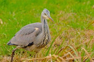 Young grey heron walking in a ditch in Bourgoyen nautre reserve, Ghent, Flanders, Belgium - Ardea cinerea 