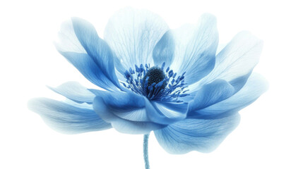 Obraz premium Beautiful Blue Flower Isolated on White Background – High-Resolution Botanical Close-Up 