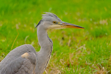 Close-up of a juvenile grey heron in a green meadow.  - Ardea cinerea 