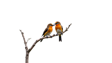 Obraz premium Pair of Lovebirds Perched Closely on a Delicate Tree Branch in Watercolor Style