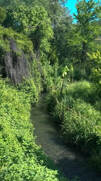 Water. stream in the forest