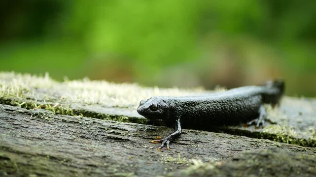 Northern crested newt Triturus cristatus close-up, great warty amphibian water sits on mud animal moss wetland, endangered species of nature, natural purity indicator biodiversity detail, swamp Europe
