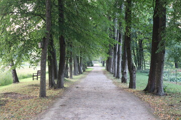  Serene Pathway Surrounded by Trees