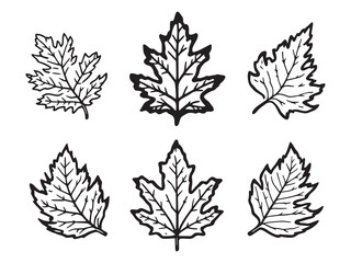 Obraz premium Minimalist Cedar Leaf Sketch Style Nature Artwork