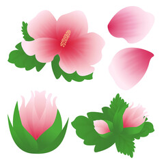 Patriots and Veterans Month Korea Flower 호국보훈의 달 대한민국 꽃 무궁