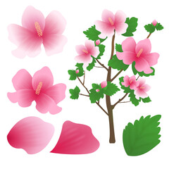 Patriots and Veterans Month Korea Flower 호국보훈의 달 대한민국 꽃 무궁