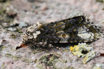 Closeup on the European Coronet owlet moth, Craniophora ligustri