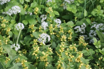 Wild garlic and golden Nettle