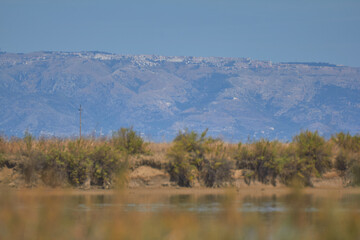 Bird spotting in the salt lake