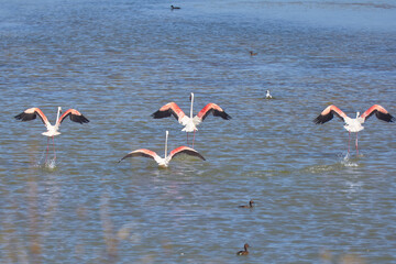 Bird spotting in the salt lake