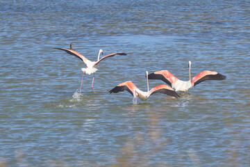 Bird spotting in the salt lake