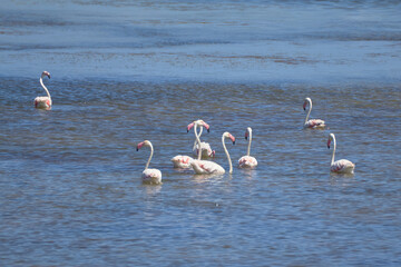 Bird spotting in the salt lake