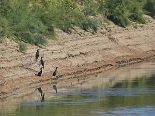 Bird spotting in the salt lake