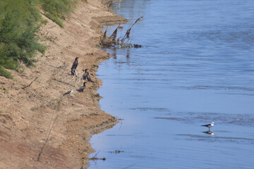 Bird spotting in the salt lake