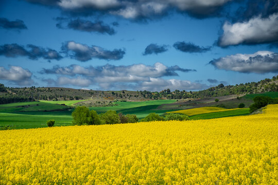 Campo de colza