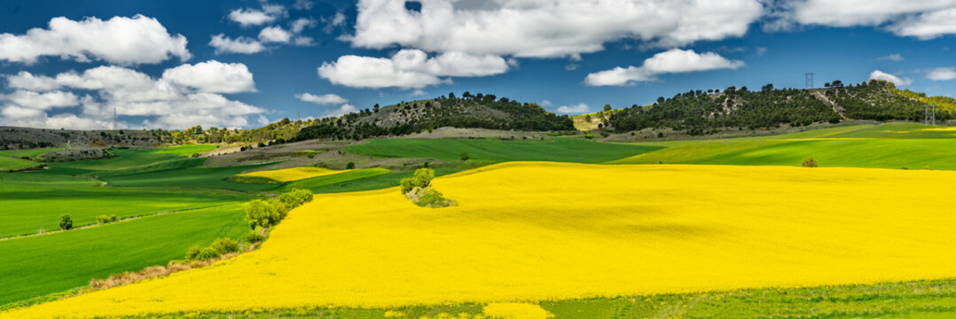 yellow green