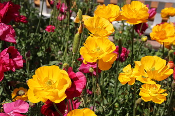 Fototapeta premium yellow ranunculus 