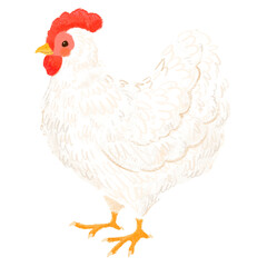 Cute children's book style white chicken