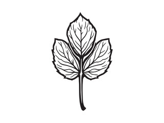 Minimalist Line Art of Lychee Tree Leaf Vector