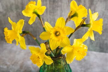 Obraz premium Close up of fresh spring flowers yellow daffodils in vase on grey table