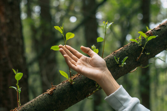 Hand gently connects with young forest sprouts, symbolizing harmony between people and nature