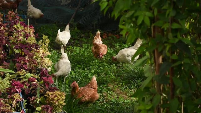 Chickens farm life. Beautiful young hens portrait outdoors at sunset. Cheerful young hens on sunset lights. Alert chickens in green farm field. Free range hens outdoors.