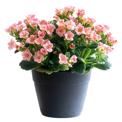Vibrant Kalanchoe Plant in Pot with Pink Flowers Isolated on Transparent Background