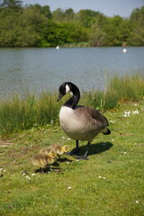 Obraz premium Canada goose branta canadensis. migratory water bird with gosling chicks in spring