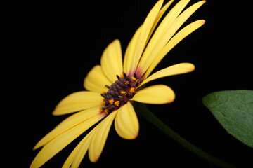 Nature's vibrant yellow flower displaying intricate details in soft light