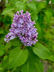 Close-up photo of blooming branch of a bright purple lilac bush on a blurred background of green leaves