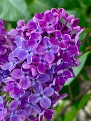 Close-up photo of blooming branch of a bright purple lilac bush on a blurred background of green leaves