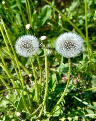 Vertical photo of dandelion flowers on a blurred green grass background