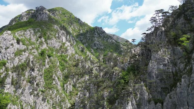 Flight over a forest of black pines in Tasnei Gorges. Footage taken on 2nd of May 2025 on the Tasnei Gorges, near Baile Herculane, in the National Park Domogled-Cerna Valley, Romania.