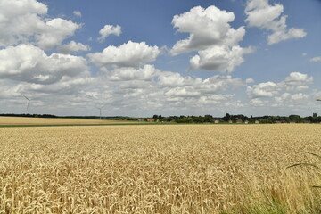 Cumulus de bon temps sur un champ de blé à Ghislenghien (Ath)
