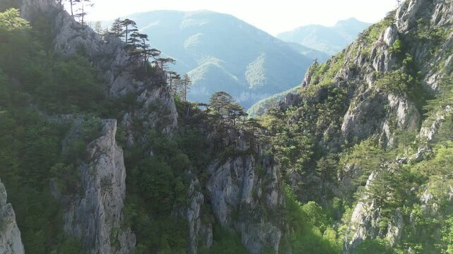 Flight over a forest of black pines in Tasnei Gorges. Footage taken on 2nd of May 2025 on the Tasnei Gorges, near Baile Herculane, in the National Park Domogled-Cerna Valley, Romania.