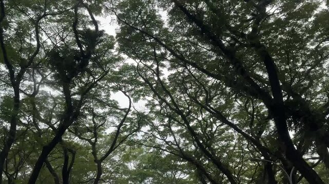 4k footage of rain trees or known as Samanea Saman under a sunny sky. Rain tree is a very popular tree used for street decoration and greeneries. Known for its beautiful branches. Nature video.