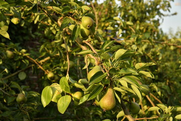 Poires conférence bonne pour la cueillette à Ghislenghien (Ath)
