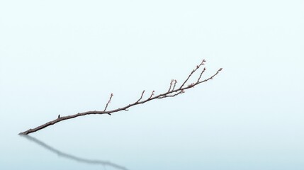 Fototapeta premium Single Brown Branch with Buds on Pale Blue Background