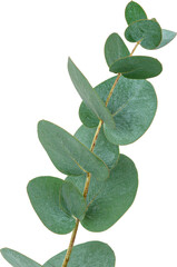 eucalyptus