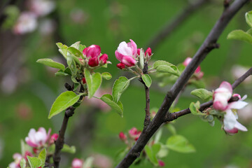 Apple blossom in spring garden. White flowers and pink buds on a tree branch