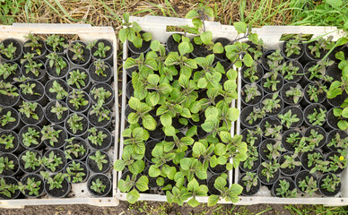 Organic seedlings grown in a foil tunnel.