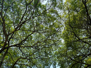 Series of Rain Trees or known as Samanea Saman is a very popular tree used for street decoration and greeneries. Known for its beautiful branches. Natural tree photo background texture