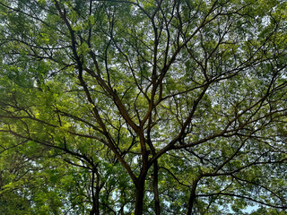 Series of Rain Trees or known as Samanea Saman is a very popular tree used for street decoration and greeneries. Known for its beautiful branches. Natural tree photo background texture