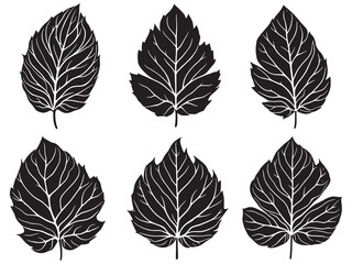 Minimalist Sunflower Leaf Drawing in Line Art Style