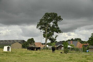 Troupeau de bovins noirs sous un ciel d'orage &agrave; Ghislenghien (ath) 