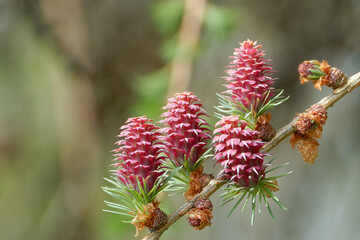 Larch strobili: young ovulate cones on a larch branch.