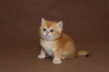 Small Scottish  kitten