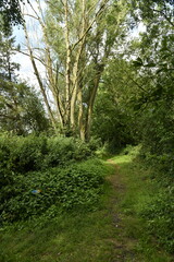 Chemin dans la végétation dense d'un bois à Ghislenghien (Ath)