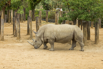 Obraz premium rhino in the zoo