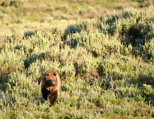Young Grizzly Bear Wanders Through Sage Field